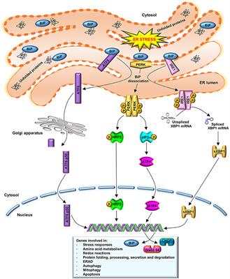 Endoplasmic Reticulum Unfolded Protein Response, Aging and Exercise: An Update